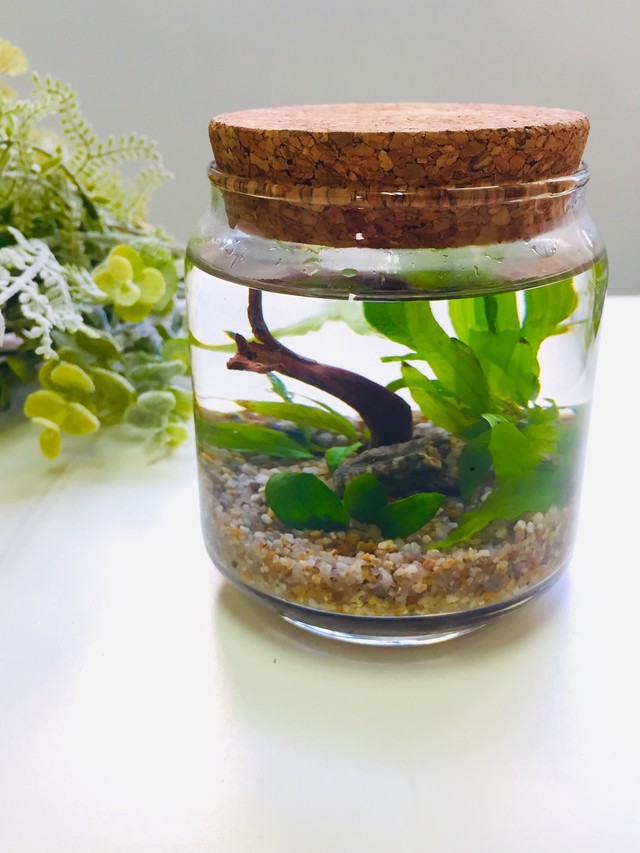 アクアリウム祝い花 ボトルアクアリウム By A A C