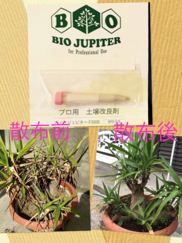 バイオ原液15cc 消臭 植物活性土壌改良剤 バイオ原液プロ用消臭専門店