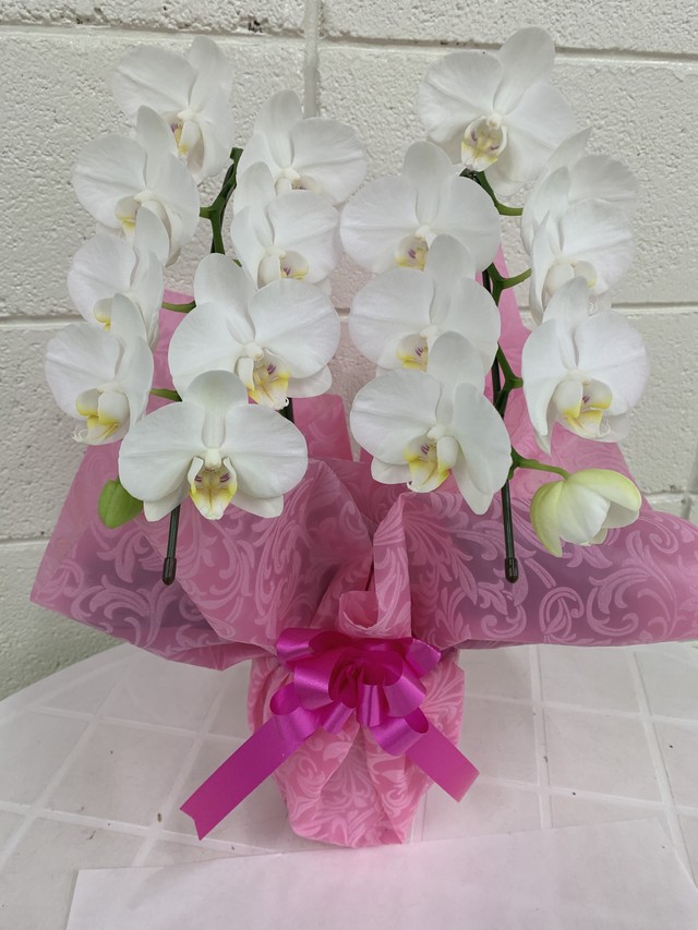 あじさい レオンmix 大栄花園オリジナル 鉢植え 5寸鉢 ギフトラッピング付き フラワーショップ トイトイトイ