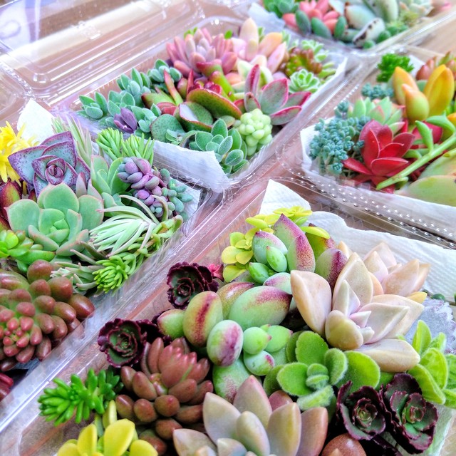 販売開始 おまかせ多肉植物カット苗パック Sサイズ Nagimitsu ハンドメイド 植物雑貨 ガーデン雑貨 アウトドア雑貨