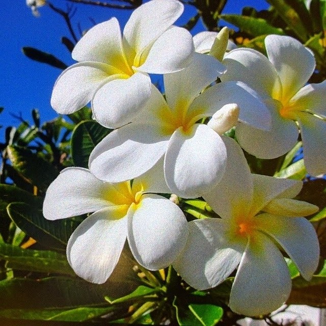 S 1シンガポールホワイト オブッサ種 3又 3年物 花径8 10cm 鉢底 70cm前後 プルメリア花苑 タイからレアーな植物を輸入しています