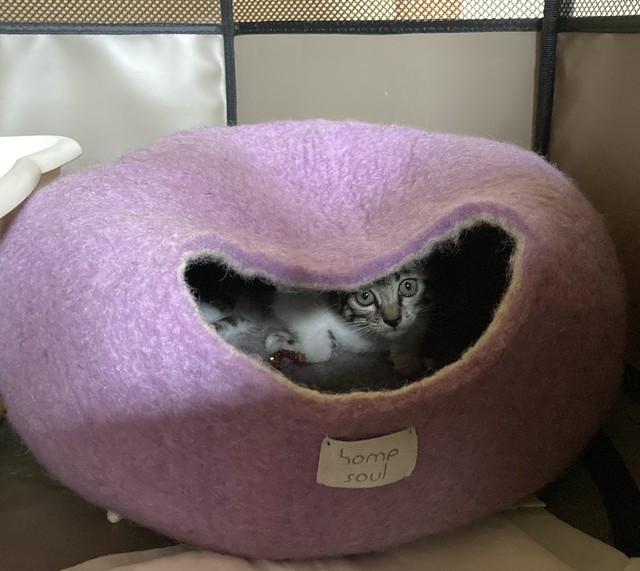 即納 ライラック M 愛猫の冷房対策に 高級 フエルトベッド キャットケイブ 猫ぶくろ ネコハウス 輸入ペット家具専門店 Caniture