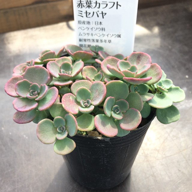 赤葉カラフトミセバヤ Rupo 多肉植物専門店
