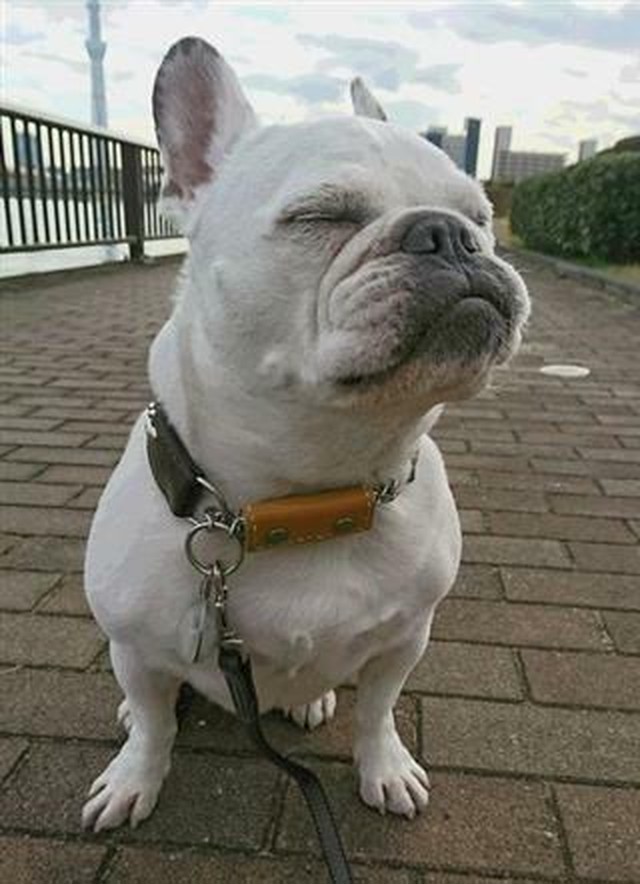 犬用の鑑札ケース ピンクのステッチ Midoritokuu