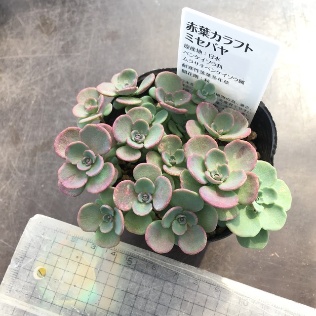 赤葉カラフトミセバヤ Rupo 多肉植物専門店