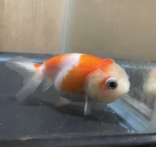 ライオンヘッド 金魚宝房