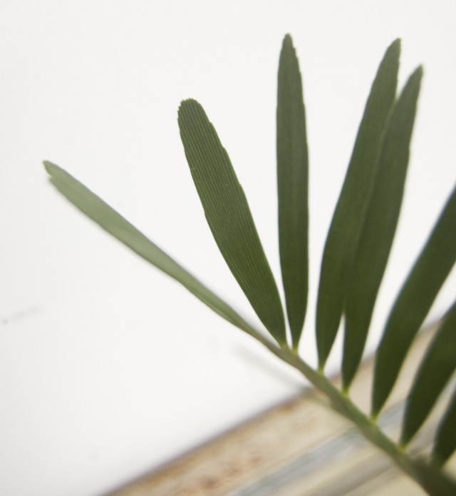 ザミア フロリダーナ Neo Green