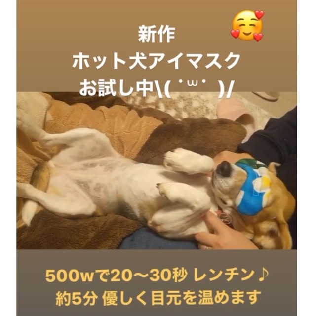 ミニサイズ 犬 ホット犬アイマスク 小豆の力 犬グッズ Hi Be ハイビ