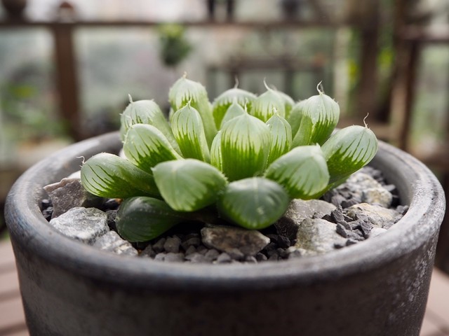 ハオルシア青水晶 多肉植物デイジーアンドビー