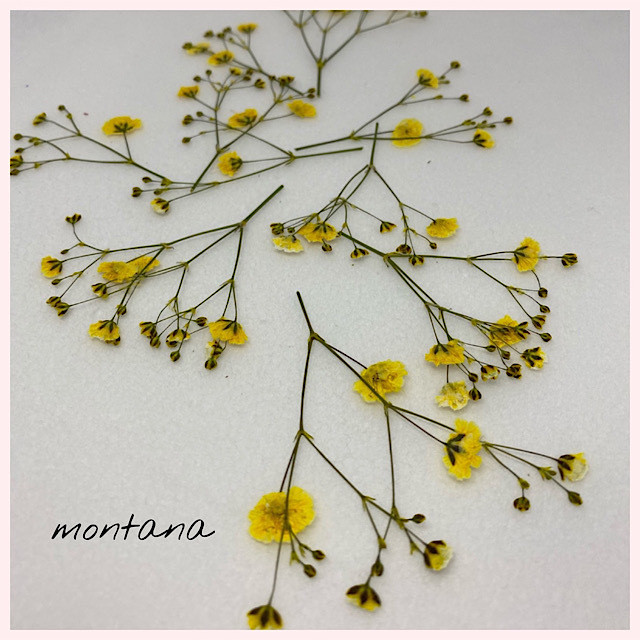 No 5 押し花 かすみ草 イエロー Montana