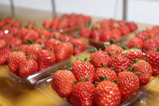 ボリューム満点 朝摘み あきひめ 紅ほっぺ 詰合せ 1 いちご農園 ミライバナ