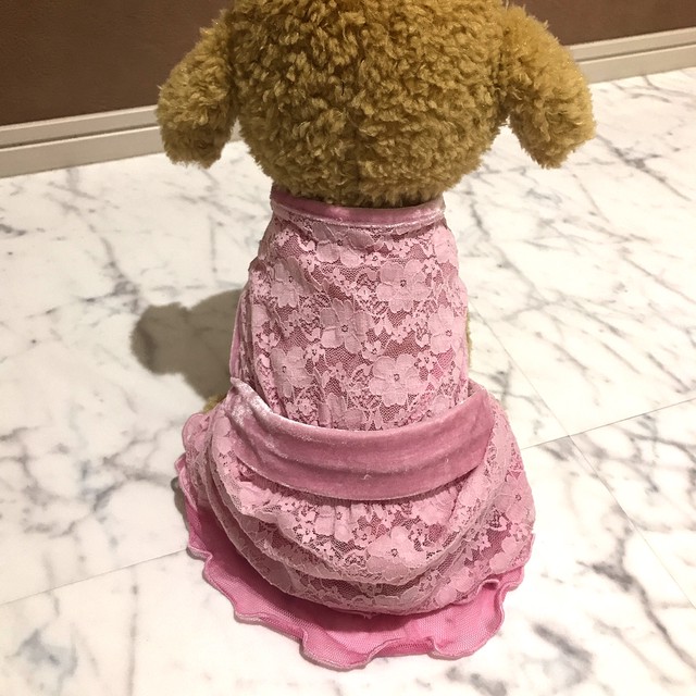 犬服 猫服 ペット服 春夏用 フルレースピンクワンピース ｍ Ronkichimaru ロンキチマル かわいい犬服 猫服 ペット服