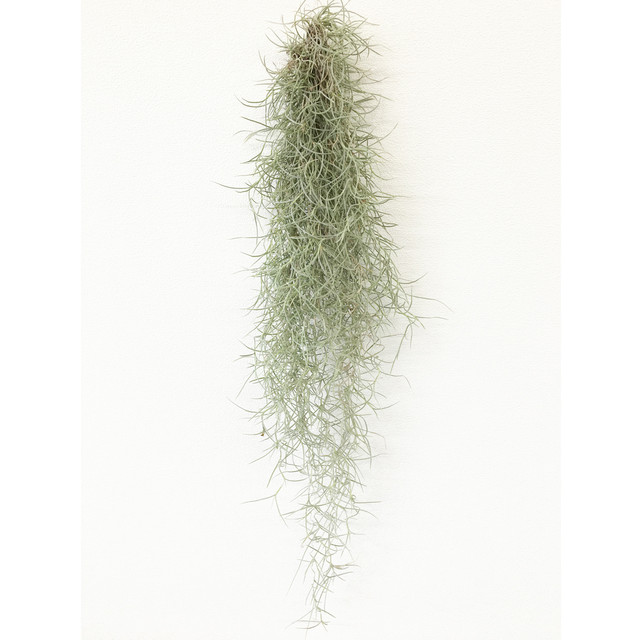 エアープランツ ウスネオイデス スパニッスモス 細葉タイプ ティランジア No 001 プランツ グラフィカ エアープランツ 植物となにか