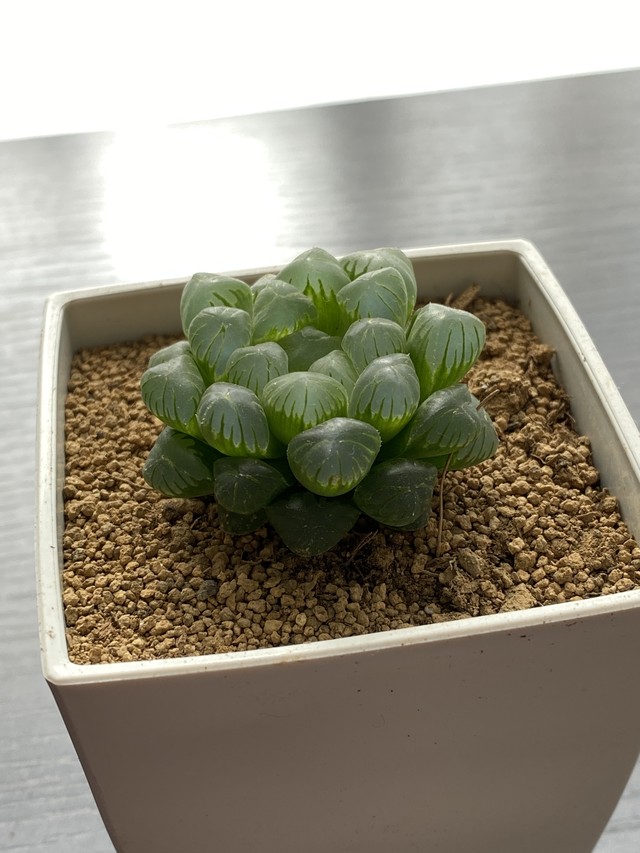 ハオルチア 雫石 オブツーサ トルンカータ Haworthia 多肉植物 Bios Plants