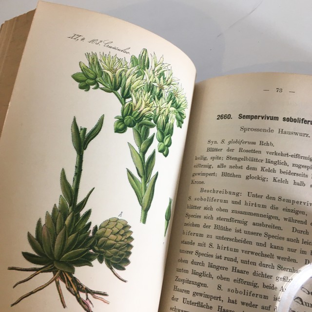 Ernst Hallier ドイツの植物図鑑 Vol 26 カラープレート72枚 1800年後半 クロモリトグラフ べるりんのーと