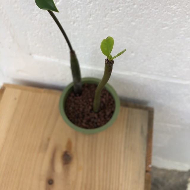 観葉植物 マングローブ コヒルギ オヒルギ セット Akubishobo 西表島