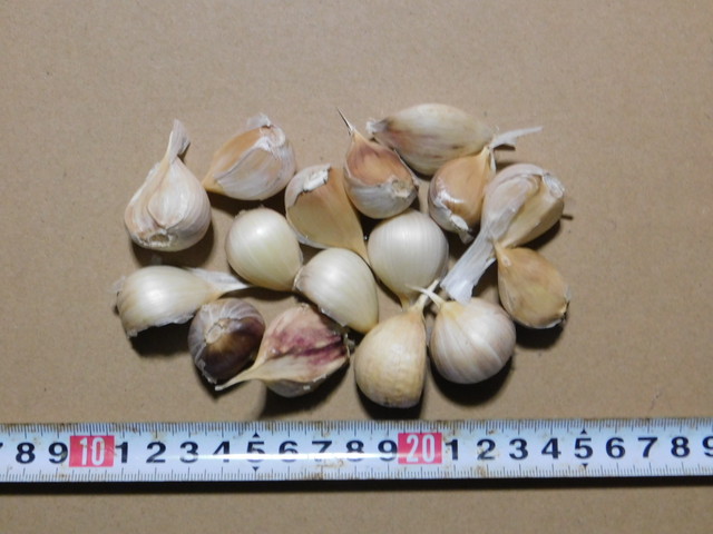 半額品 7月中旬まで 生にんにく qにおすすめ 有機jas 自然栽培青森県産の有機生にんにく2kg 40粒前後 一部地域は送料プラス 数量 期日限定 産地直送 青森 生ニンニク にんにく疲労回復 薬味 新作saleセール30 Off Greenzonwheelz Com