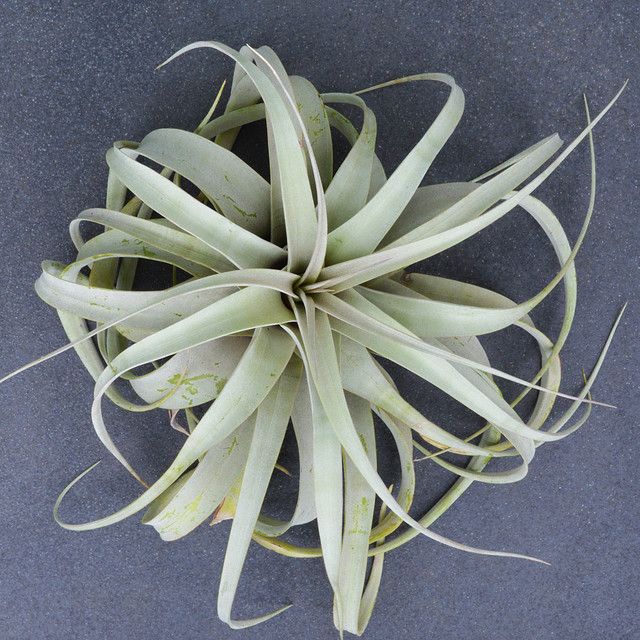 エアープランツ キセログラフィカ ｌサイズ ティランジア No 002 プランツ グラフィカ エアープランツ 植物となにか