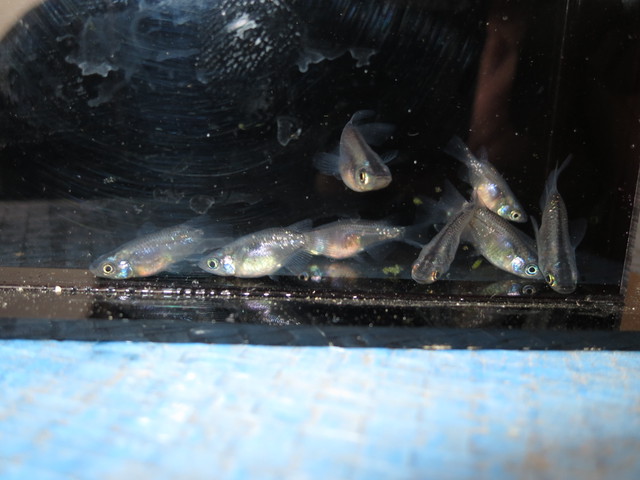 黒幹之ラメ半ダルマメダカ 5匹 メダカ屋楓