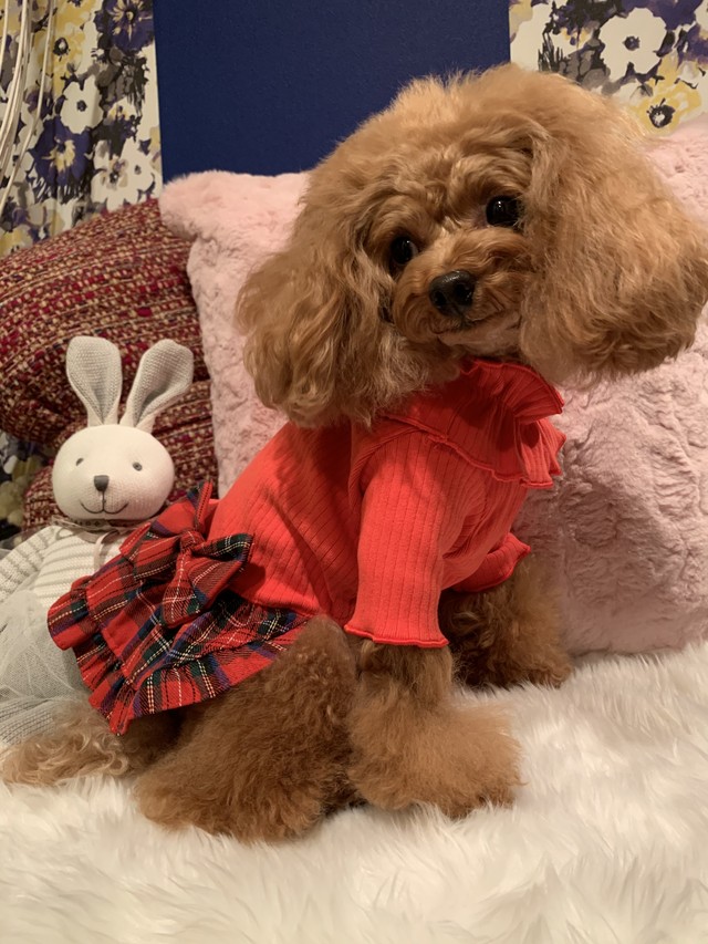 ふりふりチェックワンピ 犬服 犬 ドッグウェア ペット 小型犬 ワンピース チェック ワンピ 新作 秋冬 人気 かわいい リボン Petitkano
