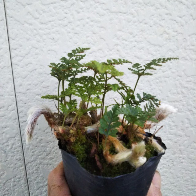 トキワシノブ９cmポット Hanazukin 花ずきん 農家直送の花苗 シンビジュームの花束