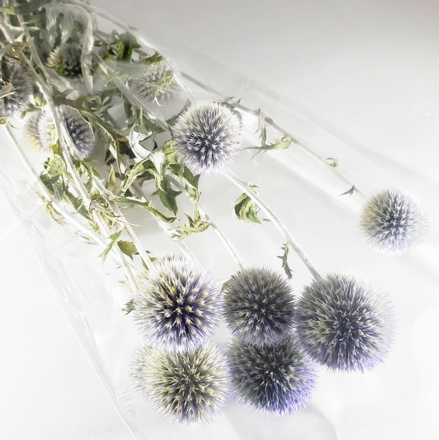 D3oh 瑠璃玉アザミ ナチュラル ステム付 1束 自家製ドライフラワー 名古屋花材問屋アトリエ明日音 ハーバリウム Herbarium アトリエ明日音 名古屋花材問屋 プリザーブドフラワー ドライフラワー ハーバリウム花材 資材