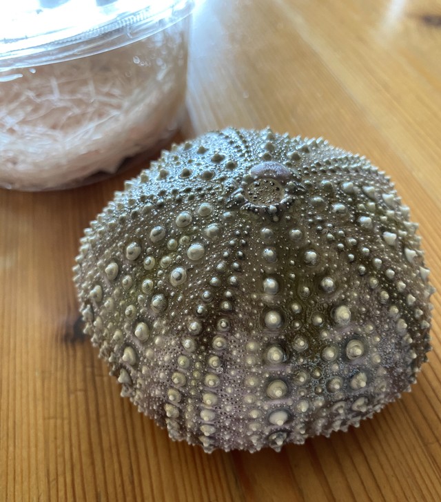 ピリカ玉 煌 ウニ殻のランプ Kaido Shop