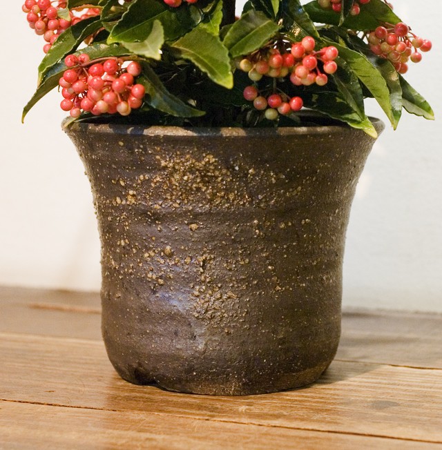 万両 ボスプレミアムレッドベリーズ Neo Green