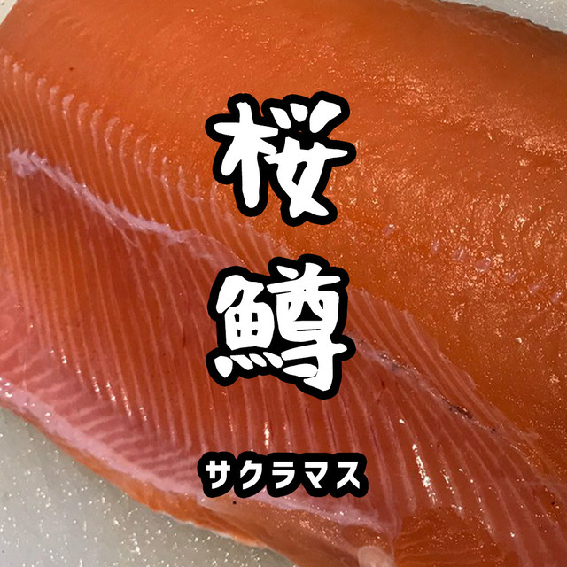 寿都産 活〆サクラマス(半身セット)