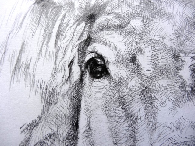 馬の鉛筆画を描きます 4時間 長崎の対州馬 ひん太 商店