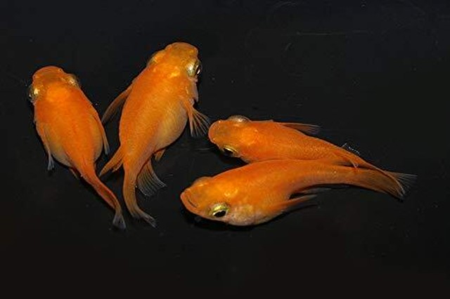 紅帝ダルマ メダカ稚魚１０匹 メダカ屋さん ３輪車商店