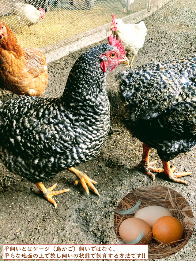 山形県産 まほろば高畠の平飼い有精卵 ４８個入 箱 送料無料 こだわり市場