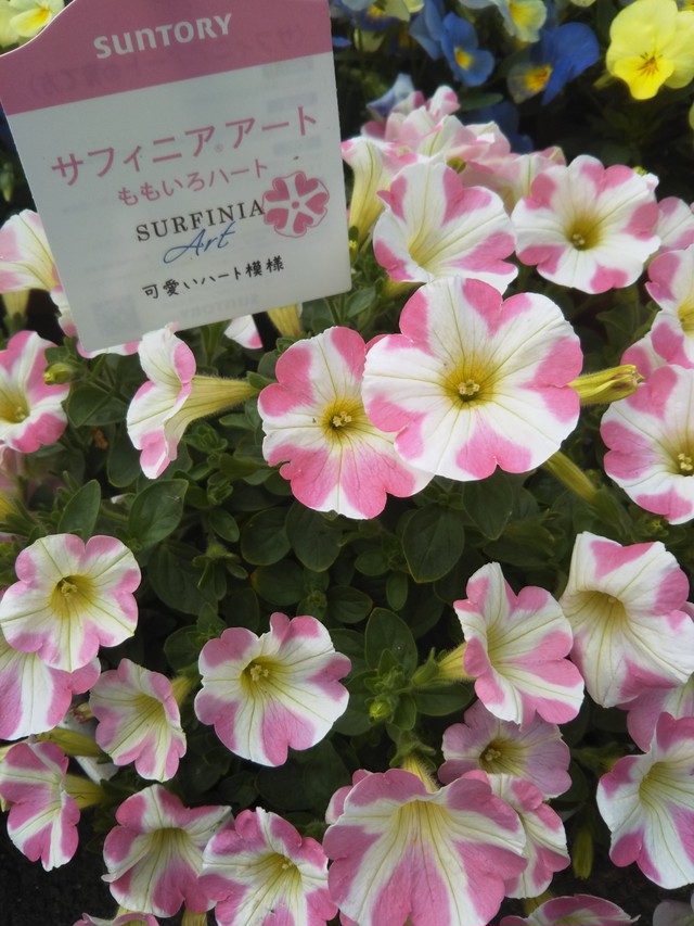 サフィニア ももいろハート 植えかえ済 フラワーショップひろ サフィニア ももいろハート 植えかえ済 フラワーショップひろ