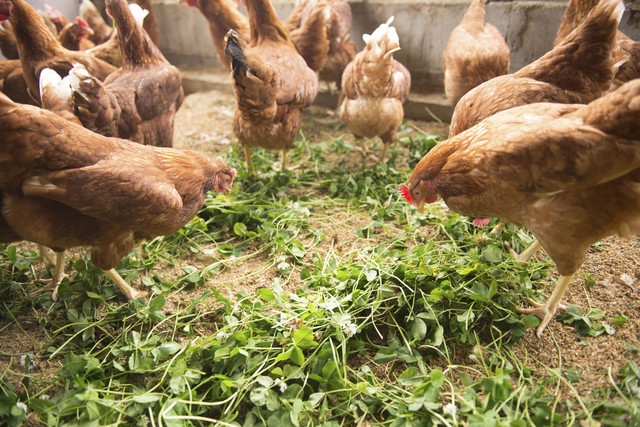 純国産鶏もみじ 平飼いたまご24個 6個 4pk 送料無料 蓮ヶ峯農場