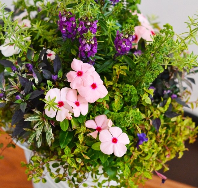 落ち着いた雰囲気の寄せ植え ハーブゼラニウムの香りとともに お花 観葉植物 多肉植物 寄せ植え専門店通販 Plante Plante プランテプランテ