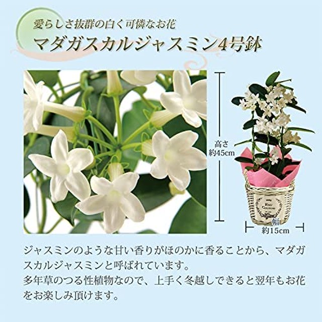 Jpcs 花のギフト社 マダガスカルジャスミン ジャスミン 花鉢 鉢花 鉢植え 鉢 フラワーギフト 父の日 Japan Classic Store