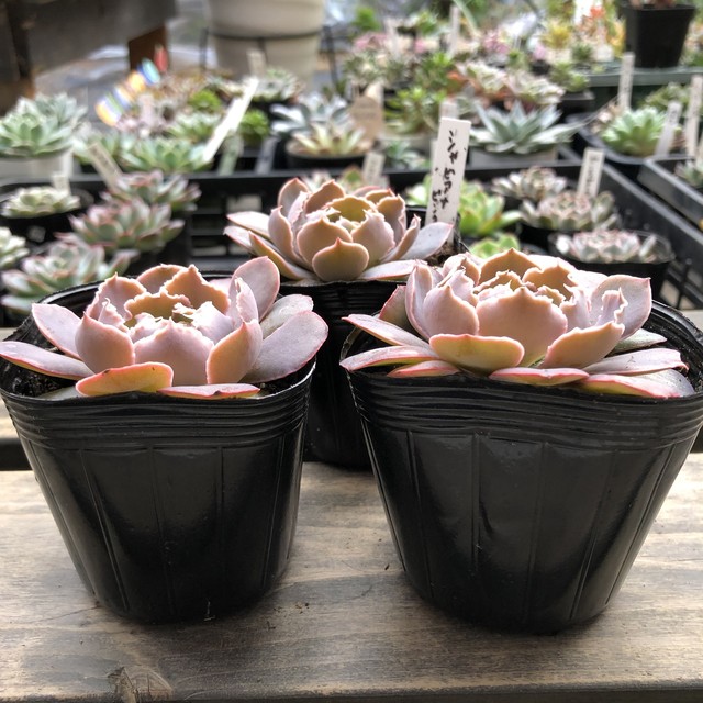 シャビアナ ピンクフリル エケベリア 多肉植物 Melty Works 多肉植物 と Dulton プランター のお店
