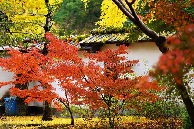 紅葉が美しい和風庭園の秋の風景 Buyphoto