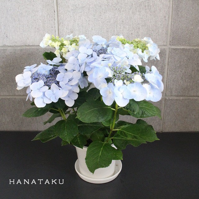 母の日 鉢植 アジサイ鉢物を贈る Hanataku 花たく