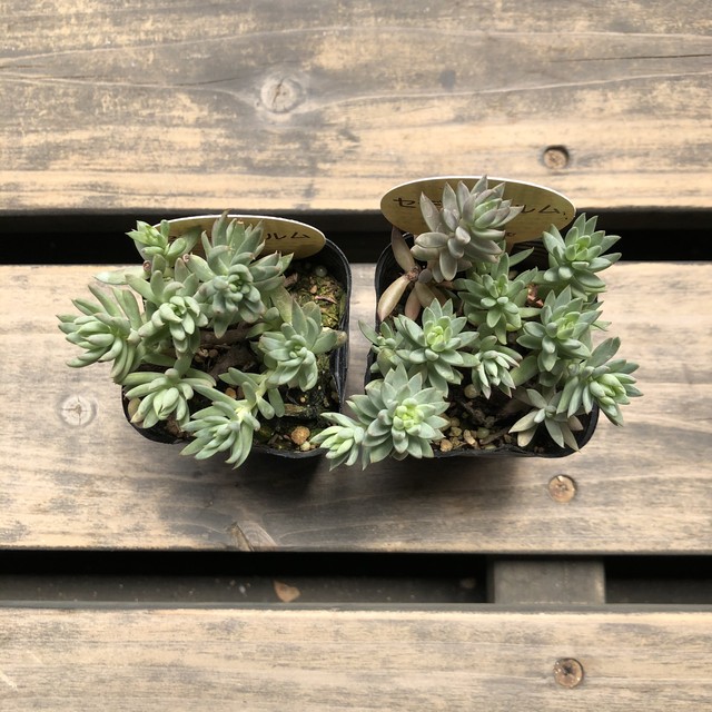 セディフォルム いちかわふぁーむ セダム 多肉植物 Melty Works 多肉植物 と Dulton プランター のお店