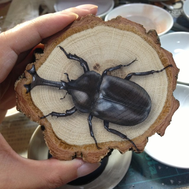 原画 輪切り絵アート 国産カブトムシ Rhinoceros Beetle ｊギャラプラス