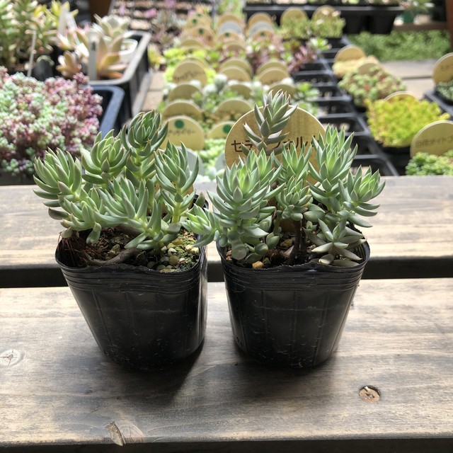 セディフォルム いちかわふぁーむ セダム 多肉植物 Melty Works 多肉植物 と Dulton プランター のお店