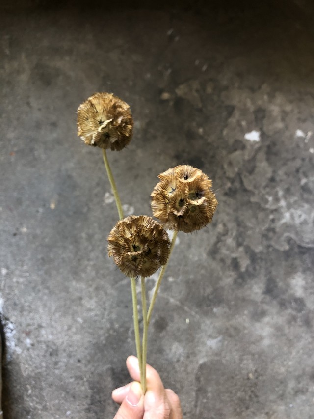 スカビオサ ステンクーゲル ドライフラワー 束3本 Memento Dried Flower Arrangement ドライフラワー通販