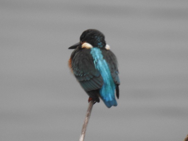 カワセミの写真 写真屋 １０ 鳥