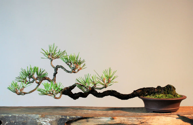 松柏盆栽 黒松文人木 盆栽と山野草の植物店 八百日 Yaoca Bonsai Plants