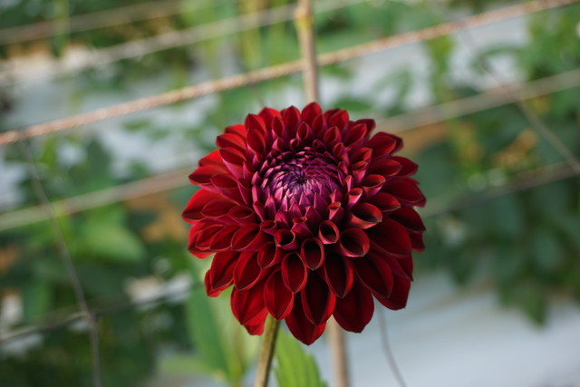 福津の 花 暮らし 季節のお花セット 福津暮らしの旅 おふくわけ