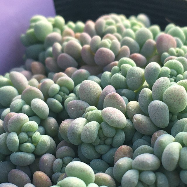 パープルヘイズ Rupo 多肉植物専門店