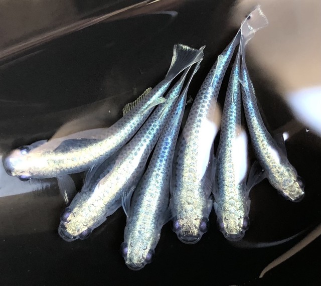 ベビーピンクメダカ卵15個 あっくんのメダカ市場