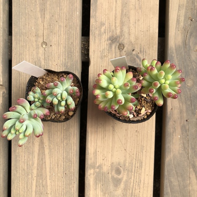 乙女心 いとうぐりーん セダム 多肉植物 Melty Works 多肉植物 と Dulton プランター のお店