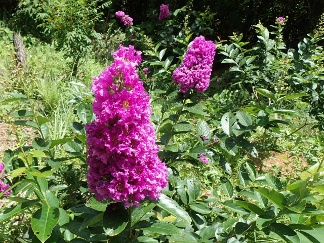 石垣島産 無農薬 バナバ茶 50g 2個セット 石垣島薬草園なうひあ